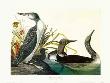 Red Throated Diver by John James Audubon Limited Edition Print