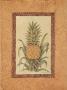 Plantation Pineapple Ii by Debra Swartzendruber Limited Edition Print