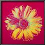 Daisy, C.1982 (Fuschia And Yellow) by Andy Warhol Limited Edition Print