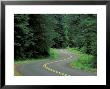 Forest Road In Olympic National Park, Washington, Usa by Adam Jones Limited Edition Pricing Art Print