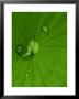 The Water Repellant Surface Of A Lotus Leaf by Robert Clark Limited Edition Pricing Art Print