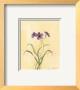 Flower Lavande Ll by Peggy Abrams Limited Edition Pricing Art Print