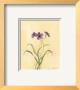 Flower Lavande Ll by Peggy Abrams Limited Edition Print