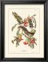 Pipiry Flycatcher by John James Audubon Limited Edition Print