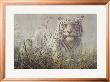 Monsoon- White Tiger (Detail) by John Seerey-Lester Limited Edition Print