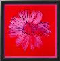 Daisy, C. 1982 (Crimson And Pink) by Andy Warhol Limited Edition Pricing Art Print