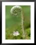 Fern Unfolding Over Spring Beauty, Great Smoky Mountains National Park Tn by Adam Jones Limited Edition Pricing Art Print