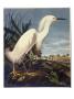 Snowy Heron Or White Egret by John James Audubon Limited Edition Pricing Art Print