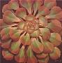 Succulent Ii by Janet Kruskamp Limited Edition Print