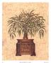 Moroccan Palm Ii by Steve Butler Limited Edition Print
