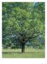 Bur Oak In Cades Cove, Great Smoky Mountains National Park, Tennessee, Usa by Adam Jones Limited Edition Print