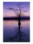 Bladcypress Tree At Sunset, Reelfoot National Wildlife Refuge, Tennessee, Usa by Adam Jones Limited Edition Print