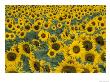 Field Of Sunflowers, Fayette County, Kentucky, Usa by Adam Jones Limited Edition Print