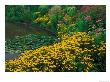 Black-Eyed Susans, Rudbeckia Hirta, And Joe Pye Weed, Holden Arboretum, Cleveland, Ohio, Usa by Adam Jones Limited Edition Print