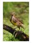 Eastern Meadowlark by Adam Jones Limited Edition Print
