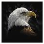 Bald Eagle Portrait by Collin Bogle Limited Edition Pricing Art Print