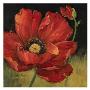 Poppy Blossom Ii by Barbara Mock Limited Edition Pricing Art Print
