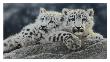 Snow Leopard Cubs by Collin Bogle Limited Edition Print