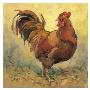Rooster Rules I by Barbara Mock Limited Edition Pricing Art Print