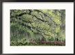Live Oak Tree Draped With Spanish Moss, Savannah, Georgia, Usa by Adam Jones Limited Edition Print