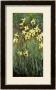 Yellow Irises by Claude Monet Limited Edition Print