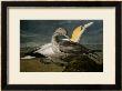 Gannets From Birds Of America by John James Audubon Limited Edition Print