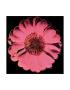 Flower For Tacoma Dome, C. 1982 (Black & Pink) by Andy Warhol Limited Edition Print