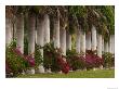 Row Of Stately Cuban Royal Palms, Bougainvilleas Flowers, Miami, Florida, Usa by Adam Jones Limited Edition Pricing Art Print