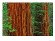 Giant Sequoia Trunks In Forest, Yosemite National Park, California, Usa by Adam Jones Limited Edition Print