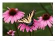 Tiger Swallowtail Butterfly On Purple Coneflower, Kentucky, Usa by Adam Jones Limited Edition Print