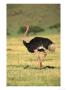 Masai Ostrich, Masai Mara Game Reserve, Kenya by Adam Jones Limited Edition Pricing Art Print