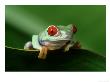 Red-Eyed Tree Frog by Adam Jones Limited Edition Pricing Art Print