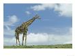 Kenyan Giraffe, Masai Mara Gr, Kenya by Adam Jones Limited Edition Print