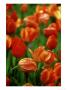 Raindrops On Tulips, Desconso Gardens, Los Angeles, California by Adam Jones Limited Edition Pricing Art Print