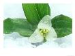 Snow Trillium In Snow by Adam Jones Limited Edition Print