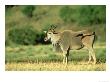 Giant Eland, Taurotragus Derbianus Masai Mara Game Reserve, Kenya by Adam Jones Limited Edition Print