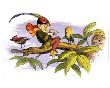 Poor Little Birdie Teased by Richard Doyle Limited Edition Print