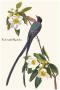 Fork-Tailed Flycatcher by John James Audubon Limited Edition Print