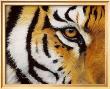 Eye Of The Tiger by Lucie Bilodeau Limited Edition Pricing Art Print