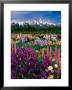 Iris And Lupin Garden, Teton Range by Adam Jones Limited Edition Print