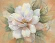 Camellia On Honey Ii by Vivian Flasch Limited Edition Print