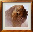 Chief by Robert Bateman Limited Edition Print