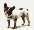 Dog, C.1986 by Andy Warhol Limited Edition Print