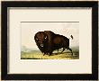 A Bison, Circa 1832 by George Catlin Limited Edition Pricing Art Print