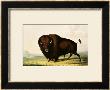 A Bison, Circa 1832 by George Catlin Limited Edition Print