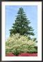 Azalea, Dogwood And Norway Spruce Tree by Adam Jones Limited Edition Pricing Art Print