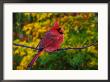 Male Northern Cardinal In Autumn by Adam Jones Limited Edition Pricing Art Print