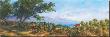 Lakeside Olives by Art Fronckowiak Limited Edition Print