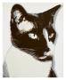 Cat, C.1976 by Andy Warhol Limited Edition Pricing Art Print