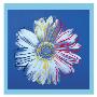 Daisy, C.1982 (Blue On Blue) by Andy Warhol Limited Edition Print